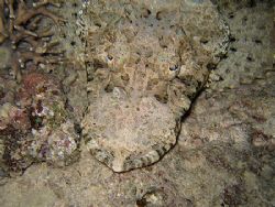 photo by night of a crocodile-fish (thysanophrys arenicol... by Christophe Maes 